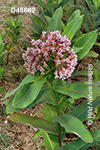 Common Milkweed (Asclepias syriaca)